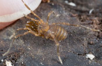 Media type: image; Invertebrate Zoology 138056